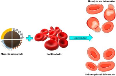 A review: hemocompatibility of magnetic nanoparticles and their regenerative medicine, cancer therapy, drug delivery, and bioimaging applications